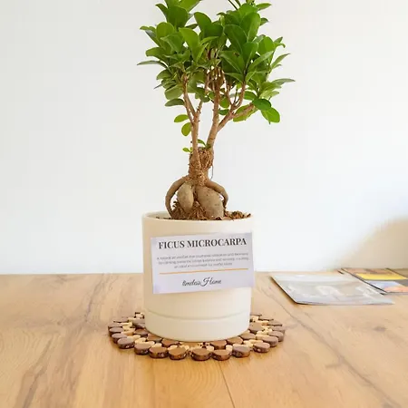 Timeless Home Deluxe Cinema Suite